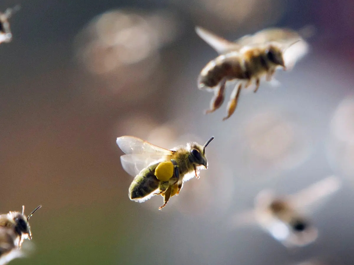 Sleeping Be(e)auty: Why Bees Need a Good Night’s Rest