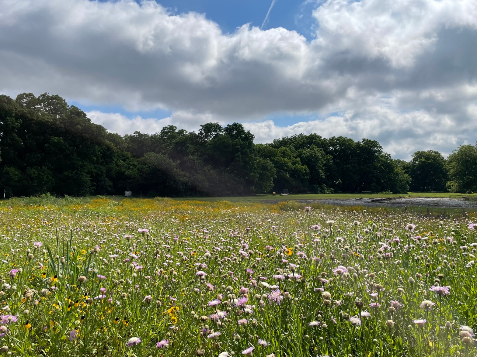 Photo of a field of wildflowers with trees in the distance